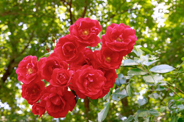 満開のトラディション95