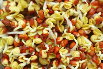 Closeup of Amazing Texture of Hydroponic Indoor Houseplants Kaiware Daikon Sprouts