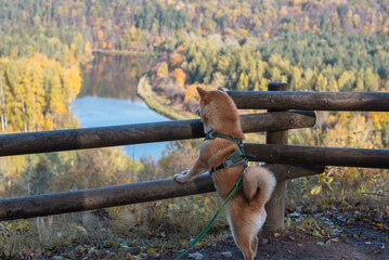 Shiba inu dog is looking to Gauja river valley from the hill