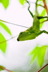 Maned Forest Lizard. Close up Green Lizard in leaf  (Bronchocela jubata)	