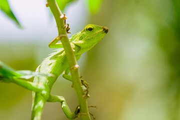 Maned Forest Lizard. Close up Green Lizard in leaf  (Bronchocela jubata) - Powered by Adobe