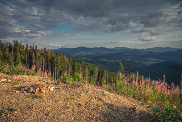 Camp fire on top of a mountain with green forest during a colorful Sunset. Taken on Carpathians Mountians.