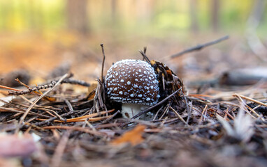 Toadstool mushroom grows in the ground in the forest.