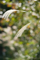 逆光でキラキラと黄金色に輝くすすきの穂。もうすぐ冬が近い。