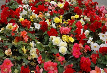 pretty multicolor flowers of begonia in  flower bed  of park - obrazy, fototapety, plakaty