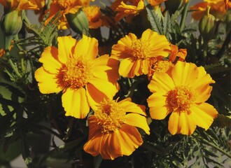 orange flowers of tagetes close up