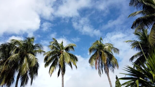hyperlapse video of fast moving cloud in blue sky over cococnut trees
