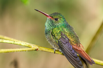 Rufous-tailed Hummingbird (Amazilia Tzacatl= in a tree branch