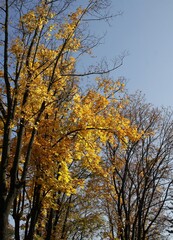 maple tree with yellow leaves at autumn