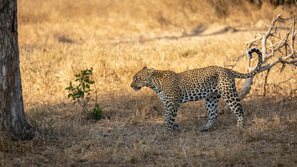 Male leopard ( Panthera Pardus) marking territory, Sabi Sands Game Reserve, South Africa.