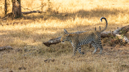 Male leopard ( Panthera Pardus) marking territory, Sabi Sands Game Reserve, South Africa.