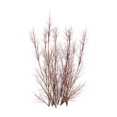 bush isolate on a transparent background, 3D illustration, cg render