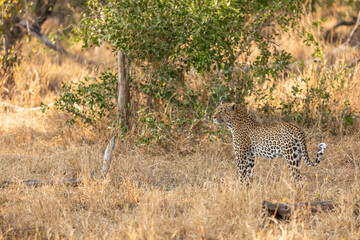 Male leopard ( Panthera Pardus) wandering around, Sabi Sands Game Reserve, South Africa.