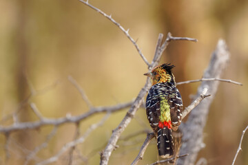 A crested barbet (Trachyphonus vaillantii) sitting in a tree, Sabi Sands Game Reserve, South Africa.