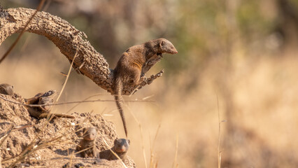 Common dwarf mongoose (Helogale parvula), Sabi Sands Game Reserve, South Africa.