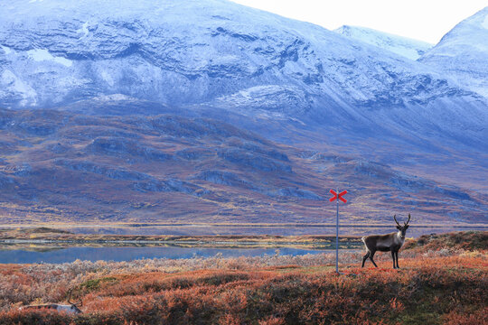 Reindeer in mountain of lapland (Sweden)