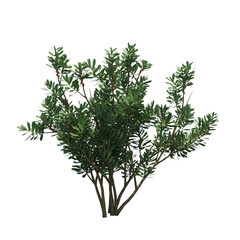 bush isolate on a transparent background, 3D illustration, cg render