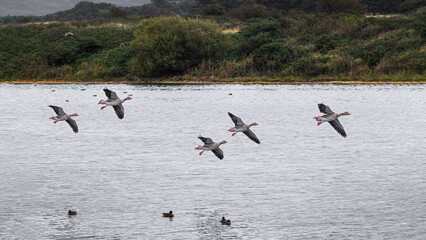 greylag geese flying over lake