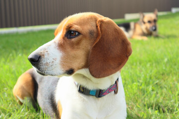 A young beagle lies with German Shepherd on the green grass. Cute Estonian hound dog lies on the...