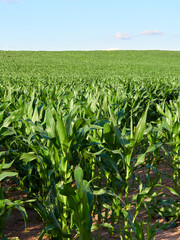 A field with young corn on a warm summer day.