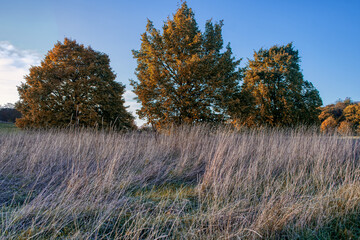 autumn in the forest