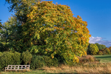 Autumn scene Park Bench