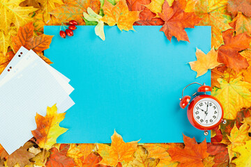 Autumn season. Yellow and bright maple orange autumn leaves flat lay on blue. Alarm clock, fall...
