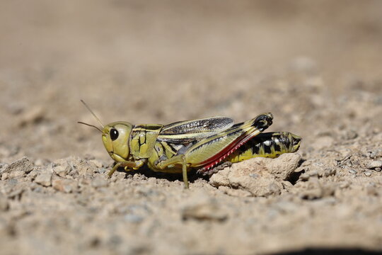 large banded grasshopper sitting in the sun on the ground