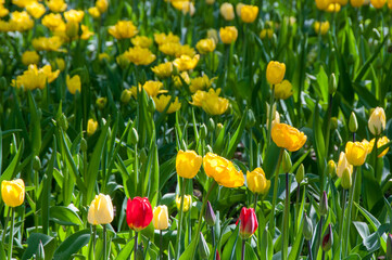 yellow and red tulips
