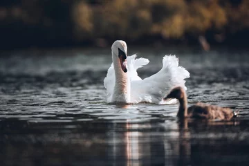 Foto op Plexiglas Closeup of a white swan swimming in a lake © Andreas Furil/Wirestock Creators