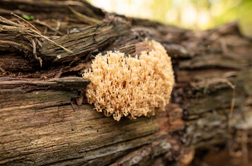 Mushroom Ramaria formosa in the forest.