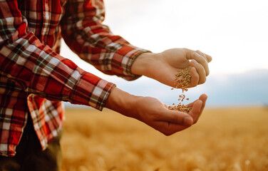 Farmers hands pour grain into field from hand to hand. Agricultural business.