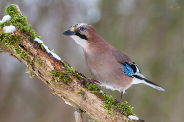 Eichelhäher (Garrulus glandarius)