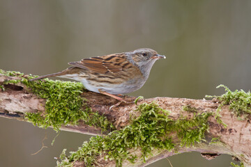 Heckenbraunelle (Prunella modularis)