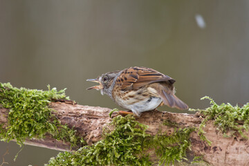 Heckenbraunelle (Prunella modularis)