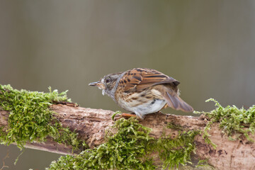 Heckenbraunelle (Prunella modularis)