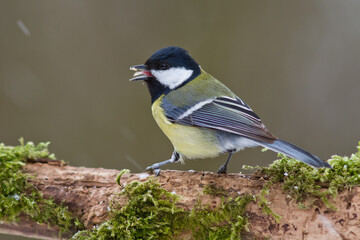 Kohlmeise (parus major)