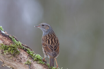 Heckenbraunelle (Prunella modularis)