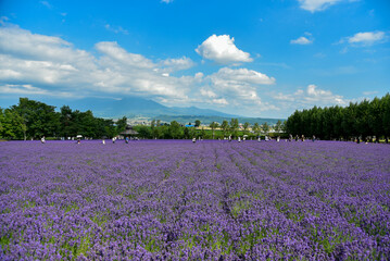 Fototapeta na wymiar 日本で咲いている美しいラベンダーの絶景