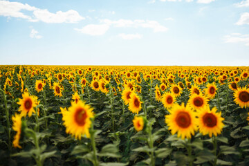 Fototapeta premium The Beautiful sunflowers garden. Field Of Blooming Sunflowers On A Background blue sky. Agriculture, organic gardening, planting or ecology concept.