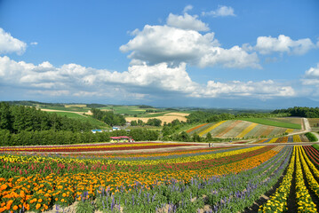 Fototapeta na wymiar 丘に咲いている綺麗な花畑の風景