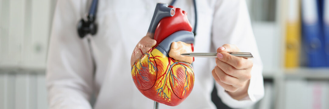 The Doctor Shows A Plastic Model To The Ventricle Heart, A Blurry