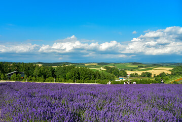 日本で咲いている美しいラベンダーの絶景
