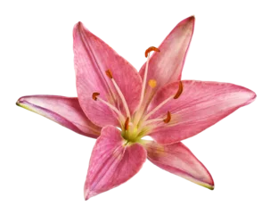 Poster Coral lily flower isolated on transparent background © Ortis