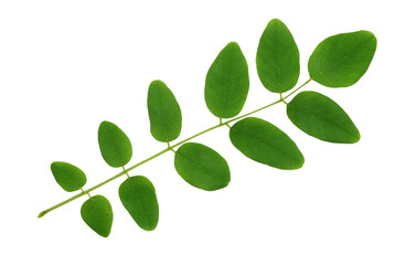 Closeup of acacia green leaves isolated