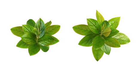 Set of green rosettes from fresh spring leaves isolated on transparent background