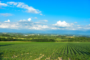 丘に咲いている綺麗な花畑の風景