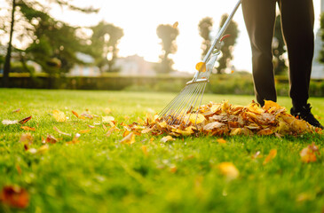 Removal of leaves in the autumn garden. Rake and pile of fallen leaves on lawn in autumn park....