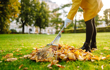 Removal of leaves in the autumn garden. Rake and pile of fallen leaves on lawn in autumn park. Volunteering, cleaning, and ecology concept. 