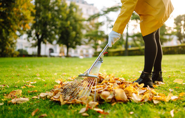 Removal of leaves in the autumn garden. Rake and pile of fallen leaves on lawn in autumn park....